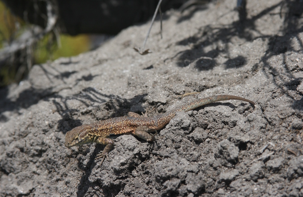 Side-blotched lizard